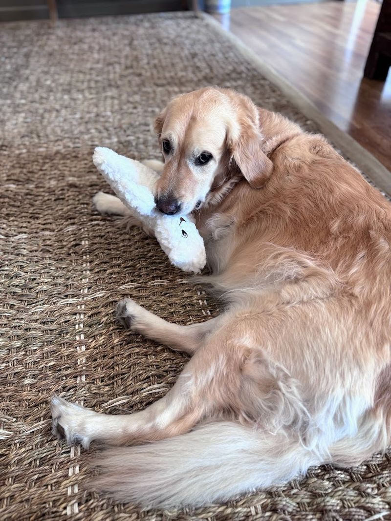 Charlie the Shop Dog