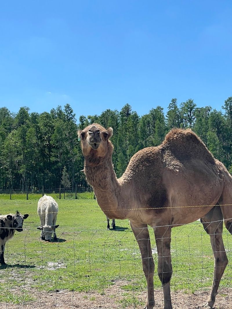 Alpacas, Camels, and More Exotic Residents