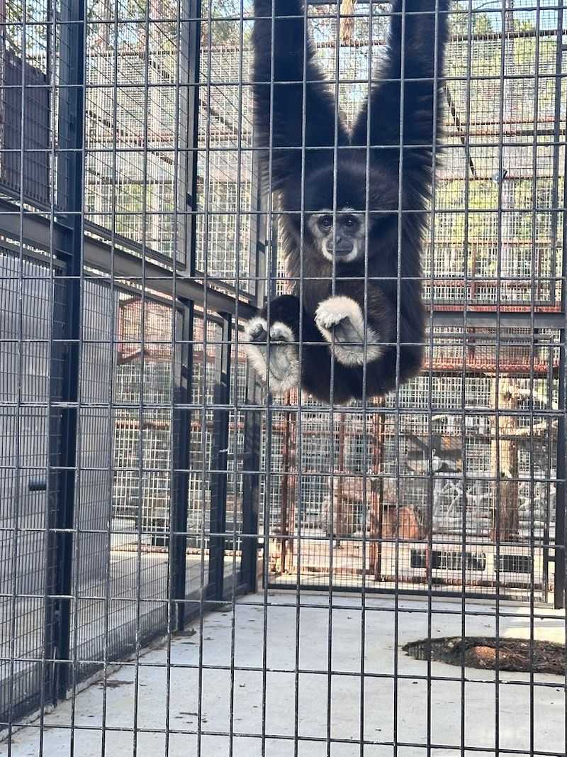 The Sloth, Capybara, and Otter Encounters