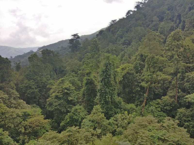 Western Ghats Rainforests — India