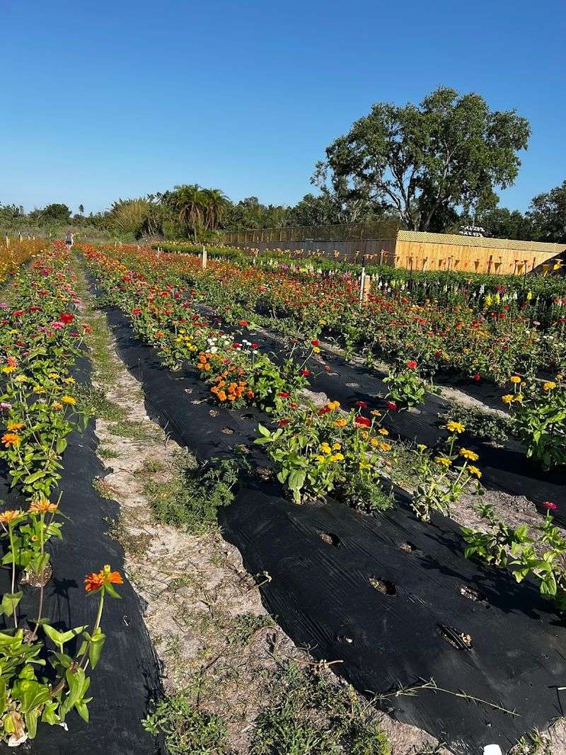 The Atmosphere and Overall Vibe