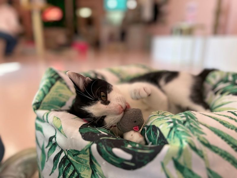 The Café's Rating and Reputation