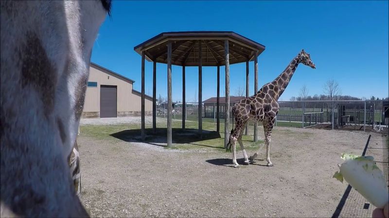 Where the safari feeling starts