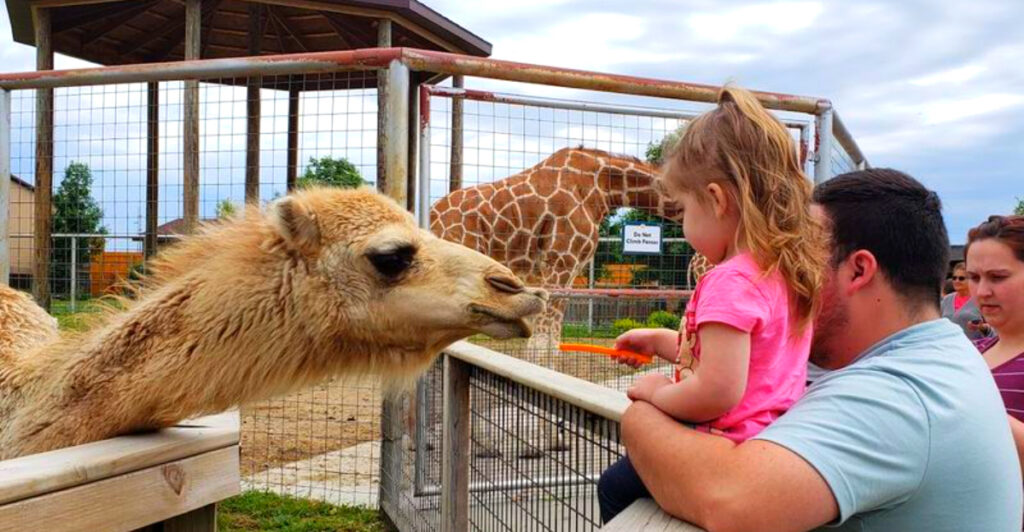Michigan’s 80-Acre Animal Park Feels Like a Mini Safari