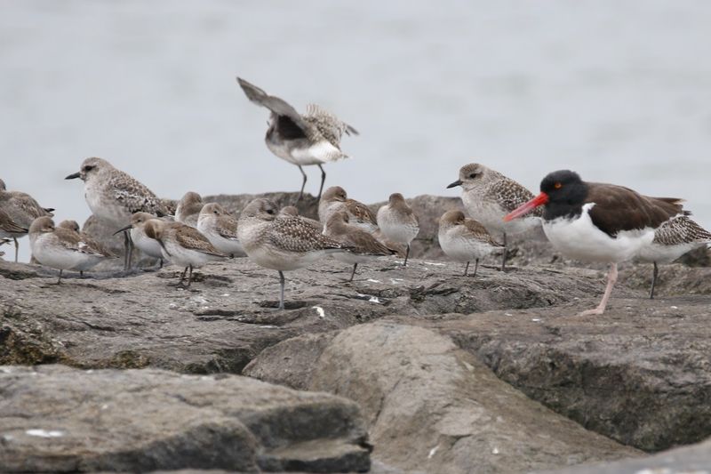 The Birds You Can Expect to See