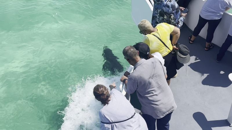 The Glass Bottom Feature: A Peek Below the Surface