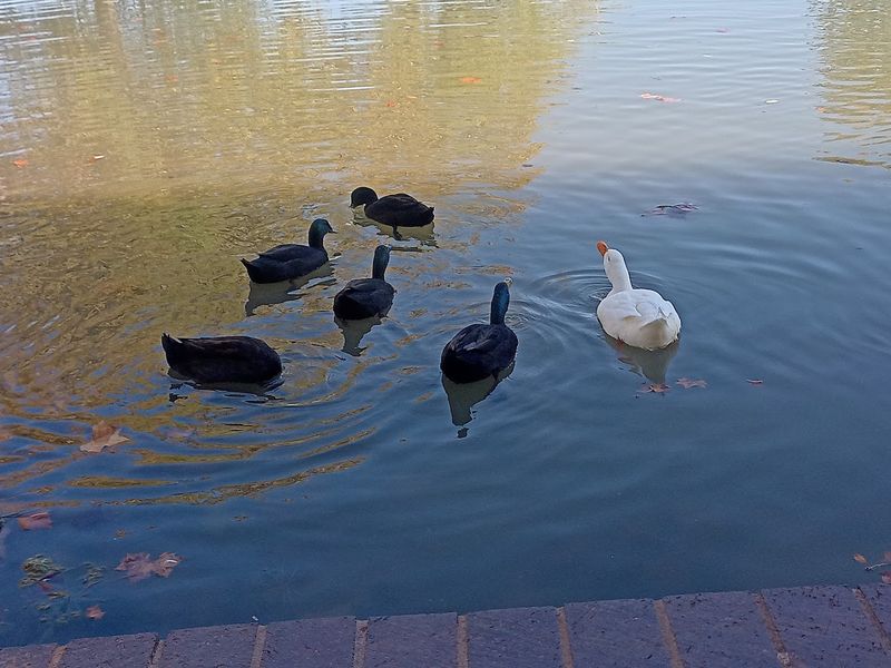 The Fishing Pond and Duck Feeding