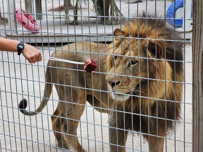 Face to Face With Big Cats: Tigers and Lions Up Close