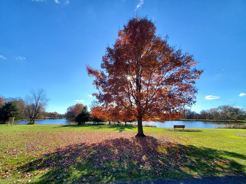 Picnics, Lawns, And Easy Time