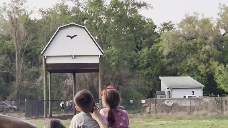 Why the Bat Houses Matter: Conservation and Education