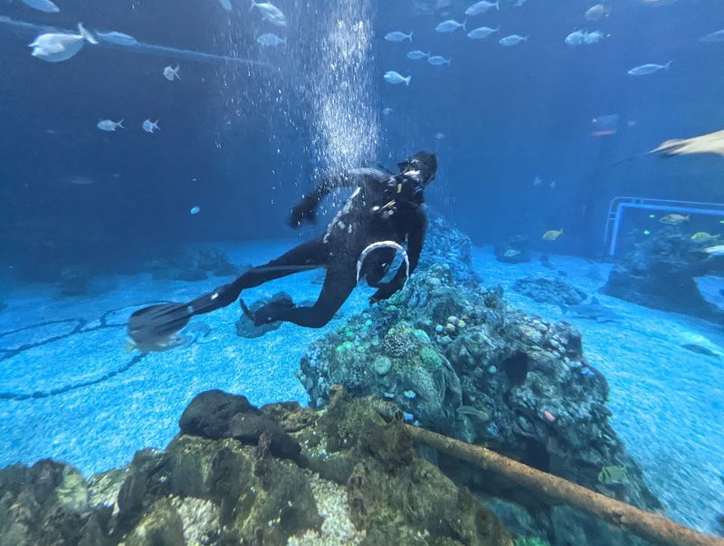 The Seas with Nemo & Friends, USA