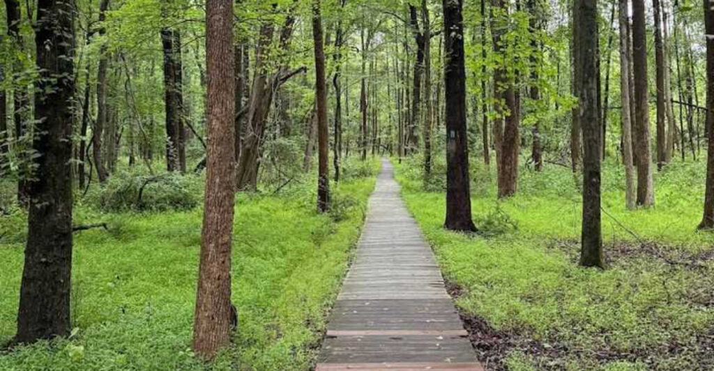 Most People Drive Past This Wetlands Boardwalk And Never Realize What They Missed