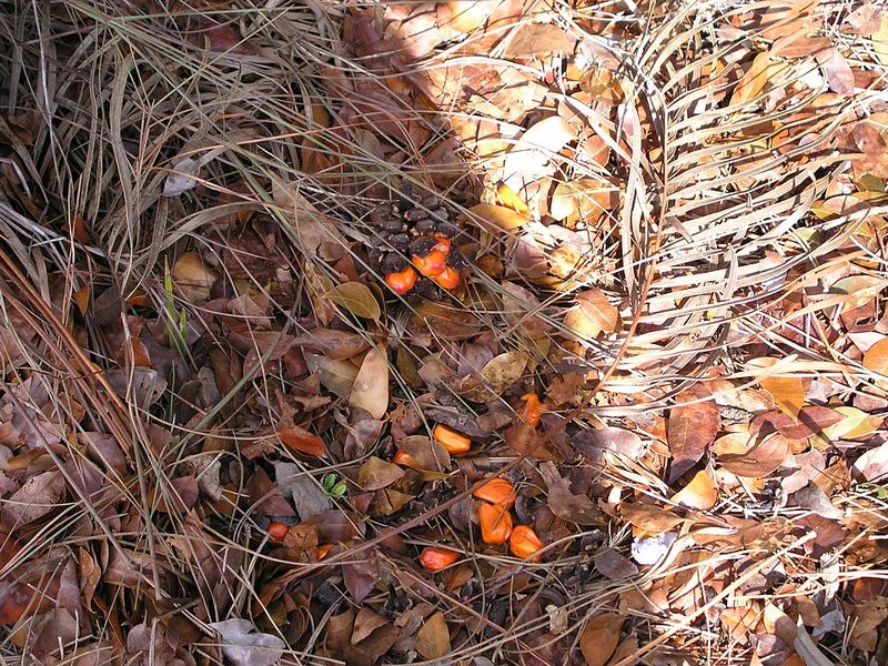 Coontie (Zamia integrifolia)