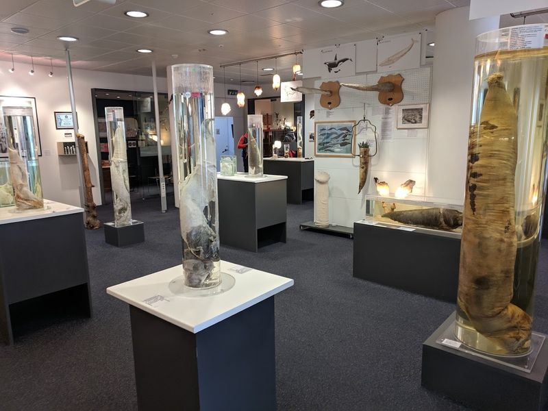 The Icelandic Phallological Museum - Reykjavík, Iceland