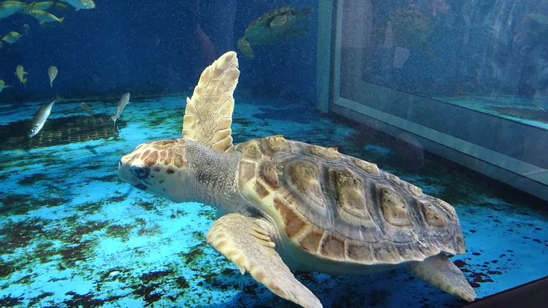 Kamo Aquarium, Yamagata