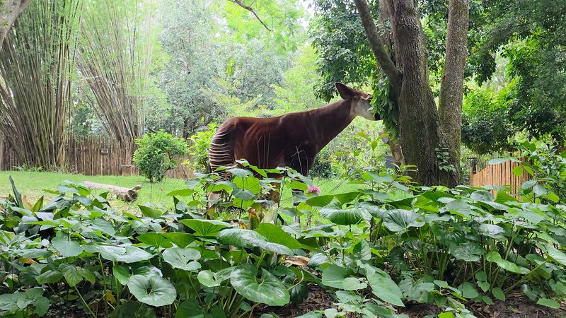 Okapi: The Giraffe's Mysterious Cousin