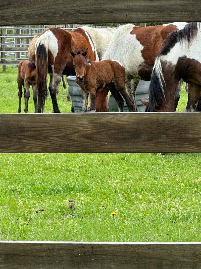 Chincoteague National Wildlife Refuge — Virginia