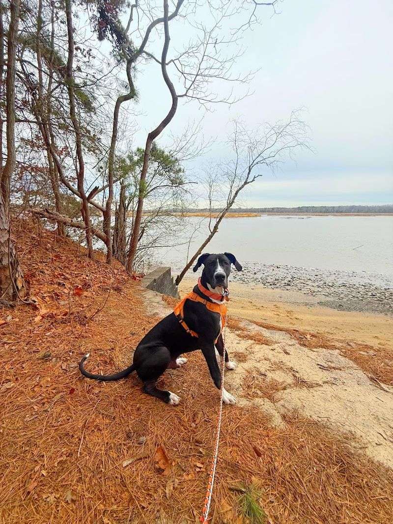 Dog-Friendly From Start to Finish