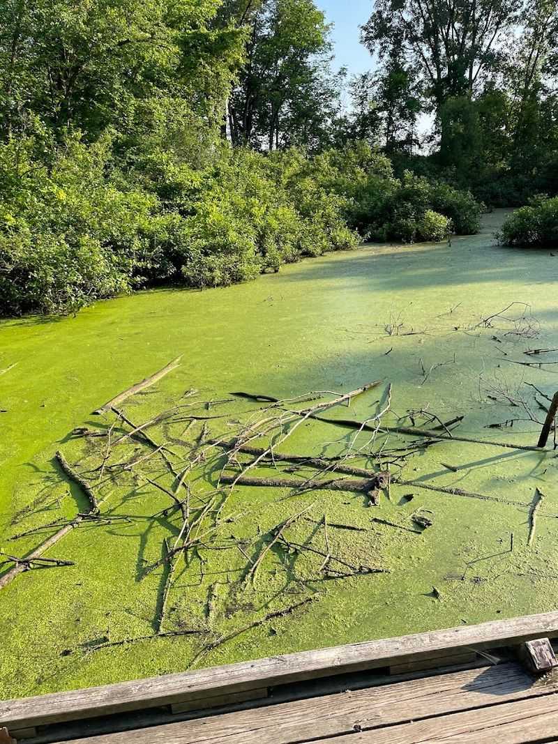 Wetland Habitat and the Wildlife That Calls It Home