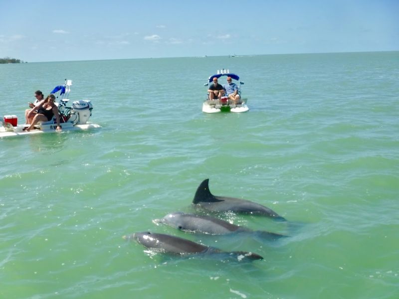 Dolphins on Demand: The Wildlife You Can Expect