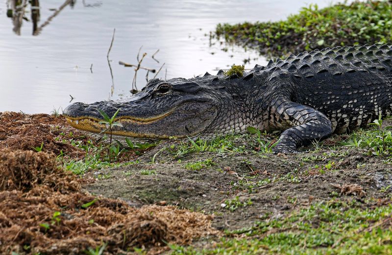 The Alligator Situation (It Is Very Real)