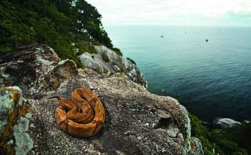 Snake Island (Ilha da Queimada Grande), Brazil