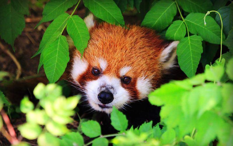 Roger Williams Park Zoo (Rhode Island)