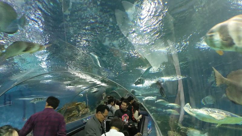 Shanghai Ocean Aquarium — Shanghai, China