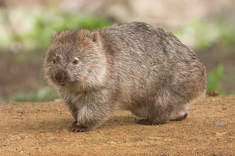 Wombat poop is cube-shaped