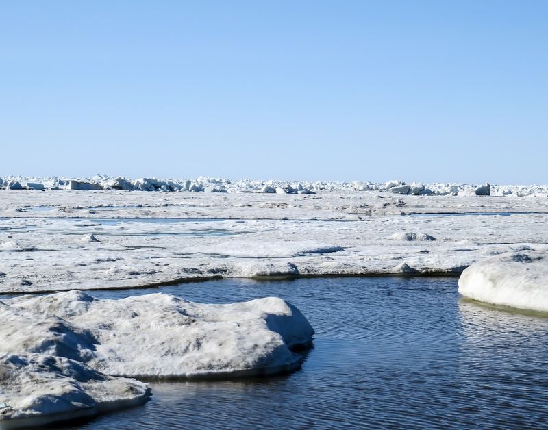 Wildlife Beyond the Polar Bears