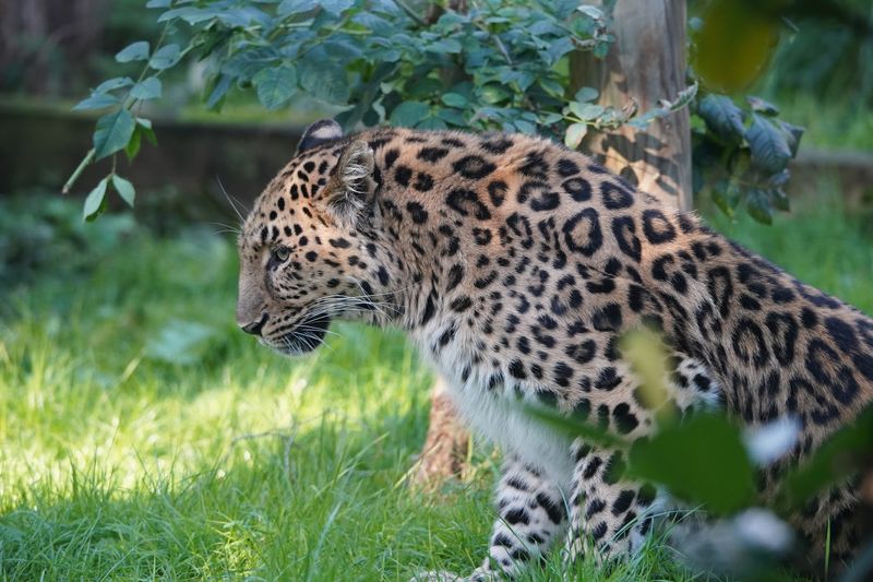 Amur Leopard
