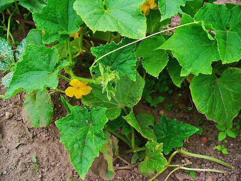 Cucumbers