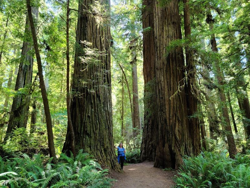 Redwood National and State Parks, California