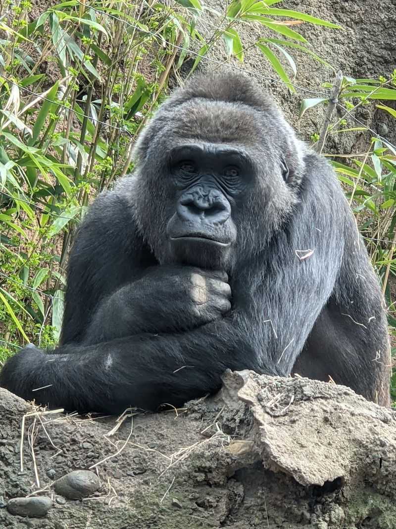 Bronx Zoo - New York, USA