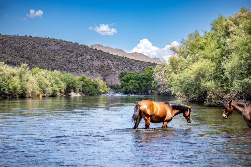 Lower Salt River (Tonto National Forest, Arizona)