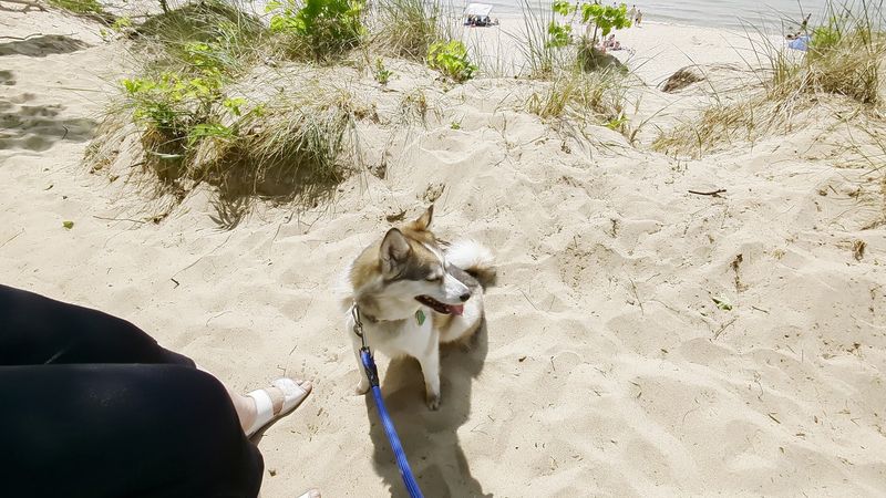 Saugatuck Dunes and Trails Worth Every Step