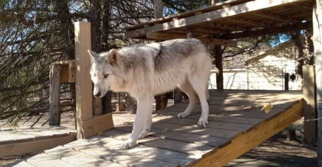One of New Jersey’s Most Unusual Animal Experiences Is Hiding in Jackson Township
