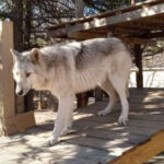 One of New Jersey’s Most Unusual Animal Experiences Is Hiding in Jackson Township