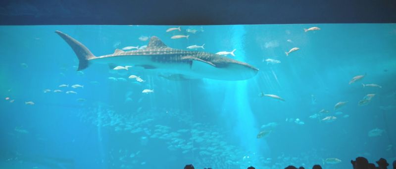 Okinawa Churaumi Aquarium, Japan