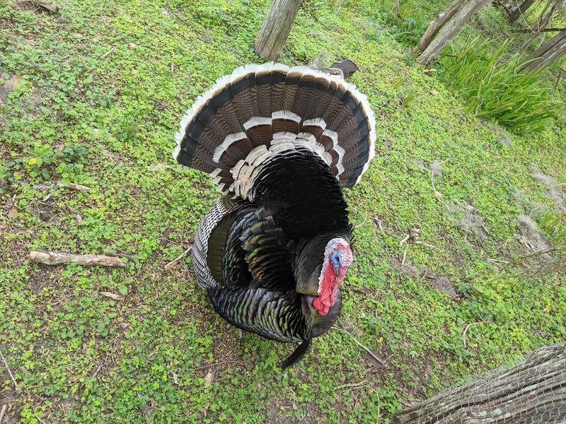 Live Animals That Keep the Farm Feeling Real