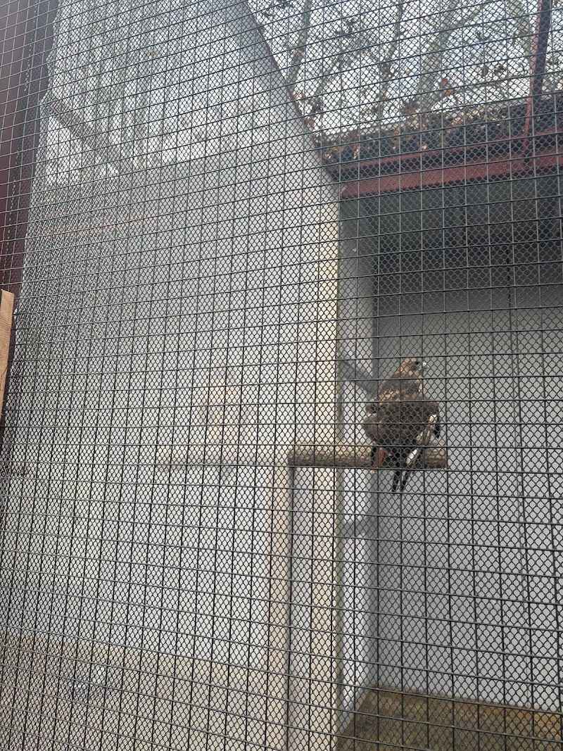 Bringing in an Injured Bird