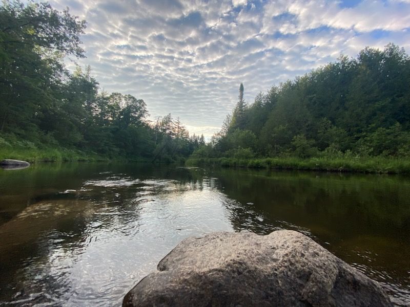 Wildlife and Nature: What Shares the Park with You