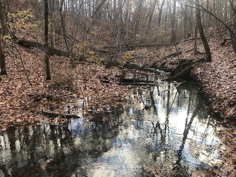 A Forest Full of Wildlife and Quiet Moments
