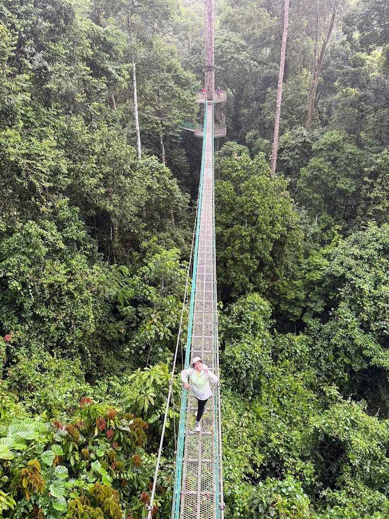 Borneo Rainforest — Malaysia/Indonesia