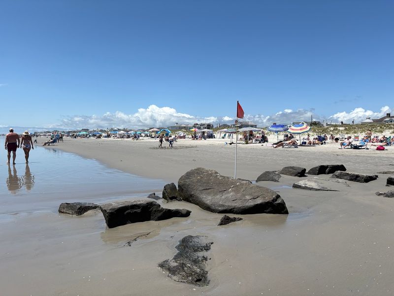 Horseshoe Crabs and Other Wildlife Encounters