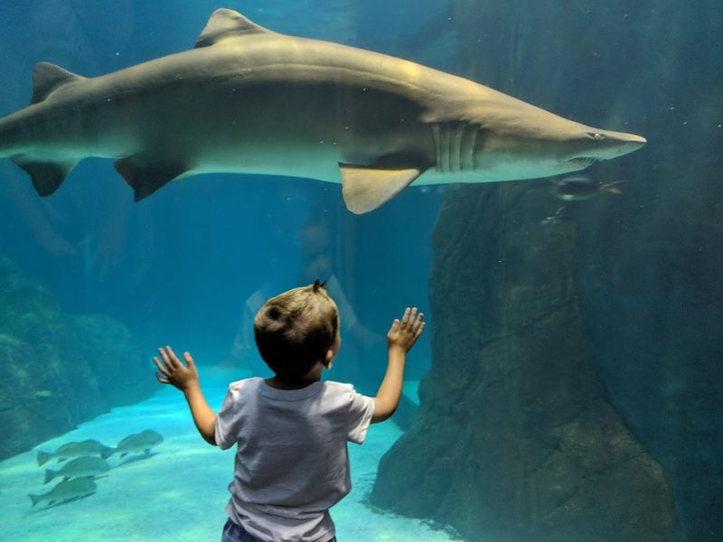 Adventure Aquarium Is an Indoor Spring Break Win