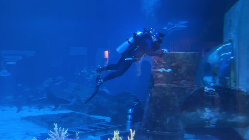 The Shark and Ray Encounter: For the Truly Committed