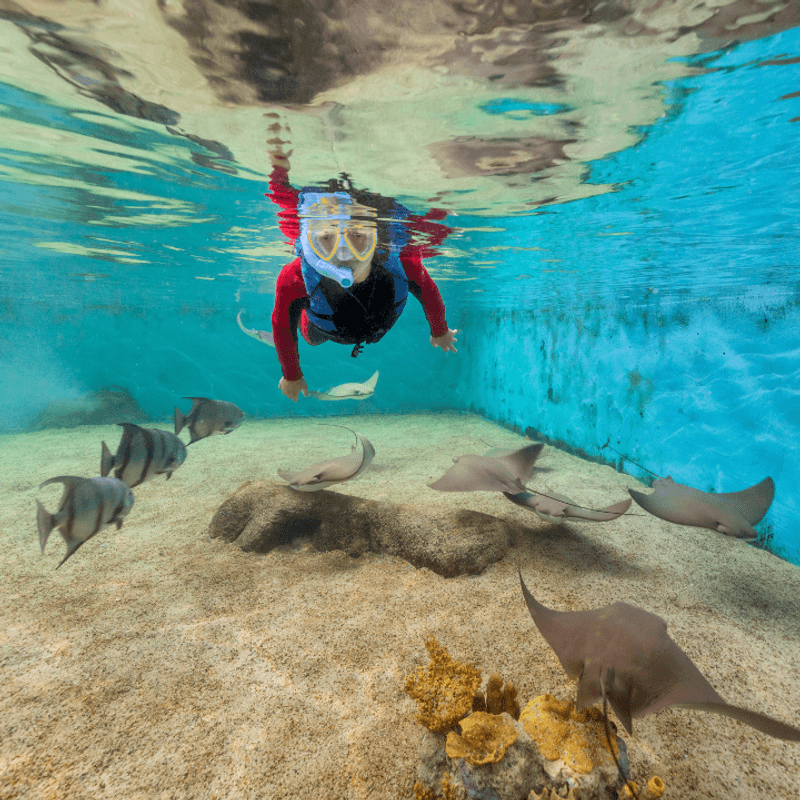 The Touch Tank Experience for Hands-On Ocean Learning
