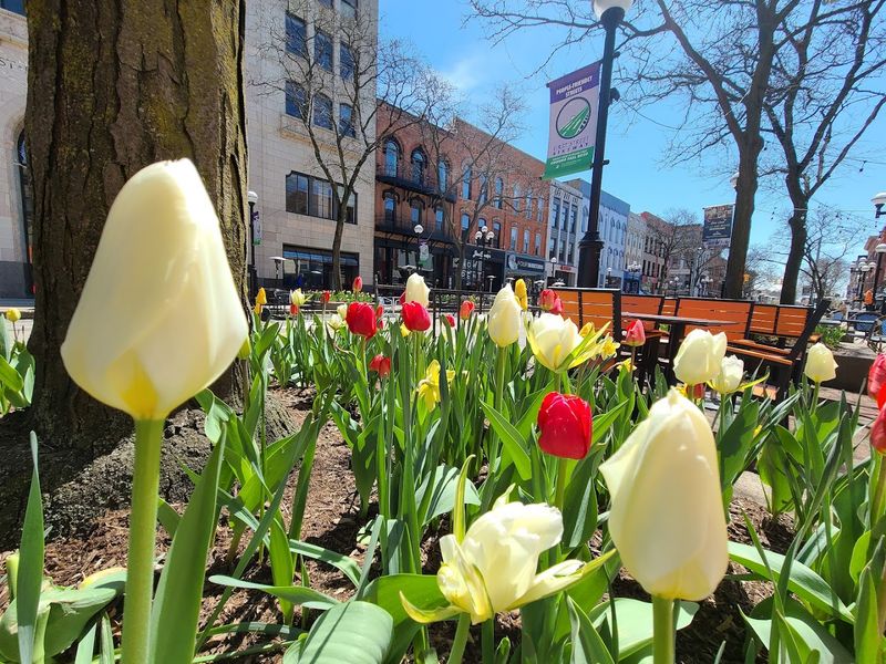 Ann Arbor Feels Like a Culture-Filled City Break in Just One Day