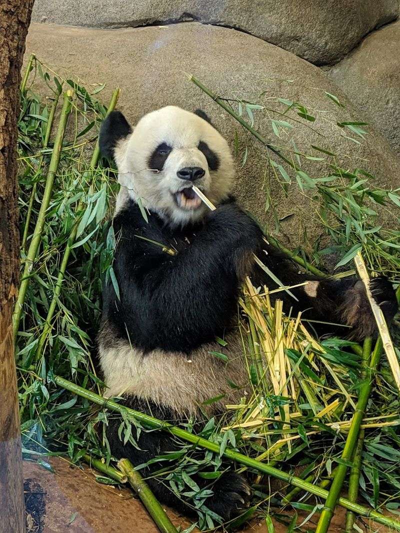 Memphis Zoo (Tennessee)